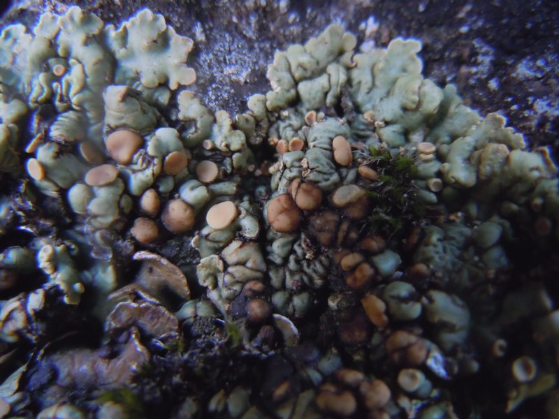 Squamarina  dai Tacchi calcarei dell''Ogliastra